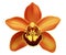 Tropical Orchid Cymbidium flowers - vector.
