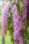 Tropical orchid flower (Aerides multiflora Roxb) bloom