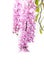 Tropical orchid flower (Aerides multiflora Roxb) bloom