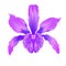 Tropical Orchid flower Cattleya type hybrid orchid with purple colored petals on white background vintage vector illustration edit