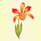 Tropical Orchid flower Cattleya type hybrid orchid red colored petals on white background vintage vector illustration editable
