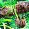 Tropical orchid growing in coconut shell pot