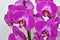 Tropical orchid phalaenopsis flowers