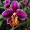 A tropical orchid with vivid purple and pink petals and a unique, intricate shape, generative AI