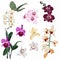 Tropical orchids flowers flower. Exotic illustrations, floral elements isolated, Hawaiian bouquet for greeting card, wedding.