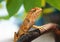 Tropical oriental garden lizard female close-up, eastern garden lizard, bloodsucker, changeable lizard Calotes versicolor