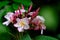 Tropical pagoda flowers blooming with water drops on petal, freshness feeling