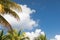 Tropical Palm Branches Against Blue Sky and Clouds