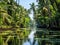 Tropical palm forest on the river Tropical thickets mangrove forest on the island of Sri Lanka