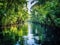 Tropical palm forest on the river Tropical thickets mangrove forest on the island of Sri Lanka