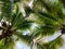 tropical palm leaf background, closeup coconut palm trees perspective view.