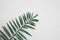 Tropical palm leaf islolated white background