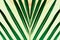 Tropical palm leaf print of symmetrical green leaves