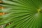 Tropical Palm Leaf with Raindrops