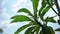 Tropical palm leafs