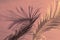 Tropical palm leaves color close up set sail champagne branch light shadow