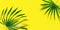 Tropical palm leaves flat lay yellow background