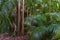 Tropical palm leaves, green rainforest background