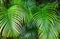 Tropical palm leaves, jungle leaf seamless floral pattern background