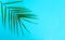 Tropical palm leaves on a light blue background. Creative layout of real tropical leaves on a blue background. Summer concept. Fla