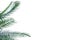 Tropical palm leaves on white isolated background for green foliage backdrop