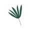 Tropical Palm Split Leaf, Botanical Design Element Vector Illustration