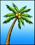 Tropical palm tree