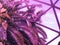 Tropical palm tree against greenhouse glass roof. Photo in vibrant gradient holographic ultraviolet colors. Concept pop