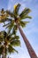 Tropical palm tree branch on blue sky background, vertical photo, Summer travel destination. Social media cover image