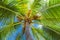 Tropical palm tree canopy against blue sky