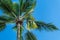 Tropical palm tree close up against a blue sunny sky