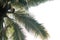 Tropical palm tree leaves jubaea chilensis