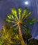 Tropical palm tree in the moonlight