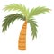 tropical palm tree nature exotic cartoon isolated