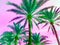 Tropical palm tree in retro vapor synth wave neon 80`s summer vibe saturated in bright pink and ufo green exotic trend pop art