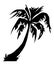 Tropical palm tree silhouette