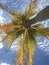 Tropical Palm Tree in the Sky View