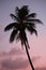 Tropical palm tree sunset in retro neon 80`s summer vibe saturated in bright pink and ufo green exotic  trend pop art stock, photo