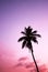 Tropical palm tree sunset in retro neon 80`s summer vibe saturated in bright pink and ufo green exotic  trend pop art stock, photo