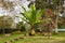 Tropical palm trees in Aberdare Park, Kenya