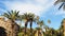 Tropical palm trees and blue sky in hot summer day, nature and travel