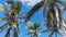 Tropical palm trees coconuts blue sky in Tulum Mexico