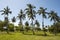 Tropical palm trees golf terrain in Cayo Levantado, Dominican Republic.