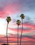 Tropical Palm Trees at Jensen Beach, Florida