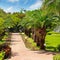 tropical palm trees and lawn