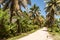 Tropical palm trees pathway