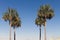 Tropical Palm Trees reveal a distant, daytime moon.