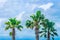 Tropical palm trees at scenic travel destination