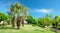 Tropical palm trees and sky