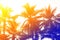 Tropical palm trees on sky .colorful toning